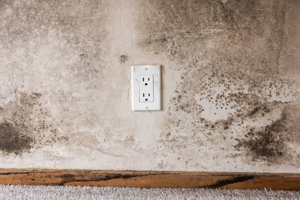 Professional Mold Removal in Sunnyside Tahoe City, CA